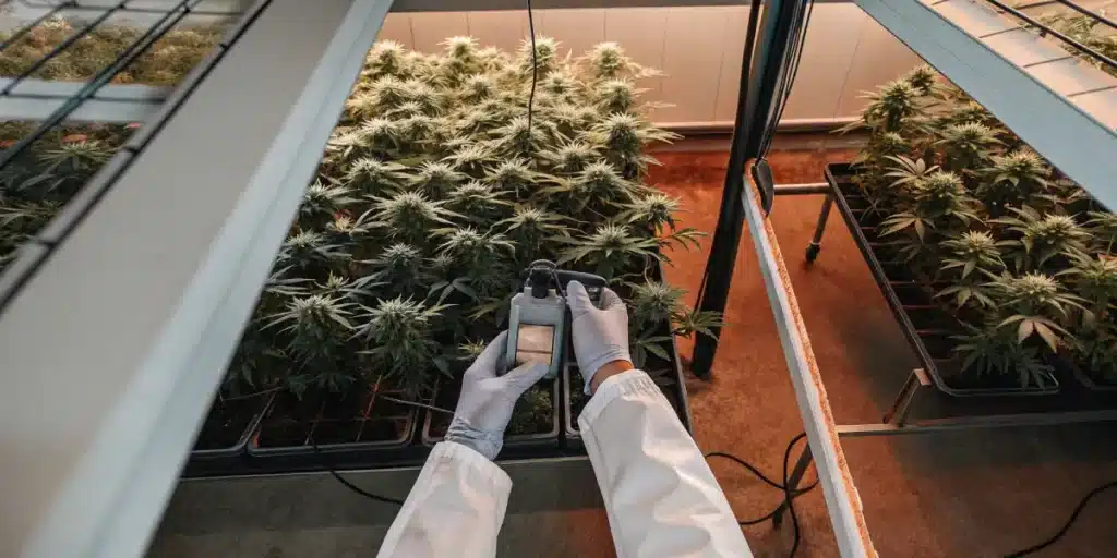 Scientist analyzing cannabis plants under LED lights in a laboratory.