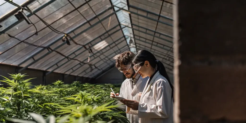 Scientists examining cannabis plants in a greenhouse