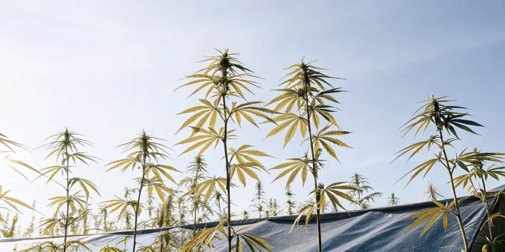 Tall cannabis plants growing outdoors under a clear blue sky.