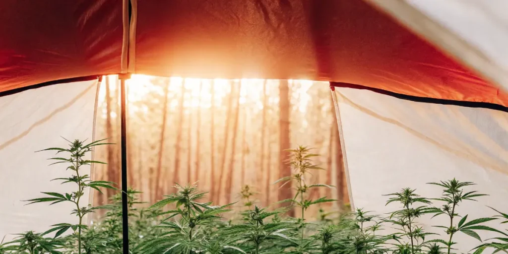 Thriving autoflower cannabis plants growing under a tent at sunset.