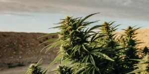 Thriving cannabis plant growing outdoors in a dry desert landscape.