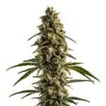 White OG Kush avec cola épais vert argenté recouvert de trichomes brillants.