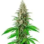 White Rhino Auto dense cannabis bud coated in thick resin.