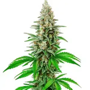 White Rhino Auto dense cannabis bud coated in thick resin.