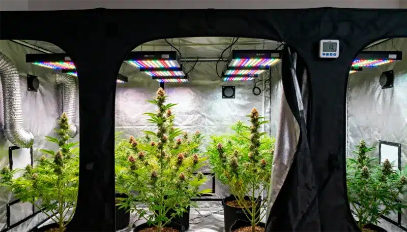 AK x Somango Auto plants in full bloom under full-spectrum LED lights, showcasing dense buds, rich resin, and optimal controlled climate conditions.