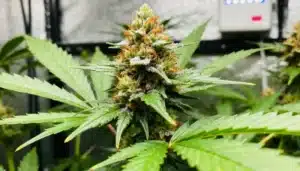 Alien Gorilla Glue Regular: Dense Resinous Buds Indoors.