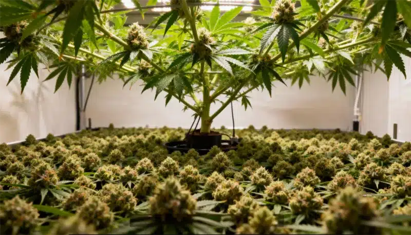 Alien Technology Regular plants growing under LED lights with dense buds and balanced canopy structure, optimized for maximum yield and resin production.