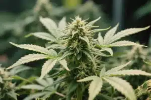 GG x Girl Scout Cookies Flowering Buds