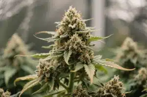 GG4 Fast Blooming: High-Yield Hybrid with Rapid Flowering.