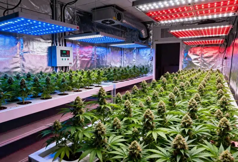 Gorilla Grapefruit thrives under LED lights. Controlled indoor setup enhances resin, terpene profile, and uniform bud development.