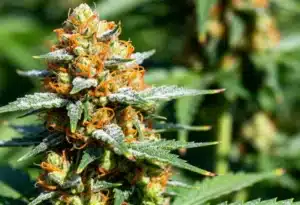 Gorilla Grapefruit strain: resin-rich buds.