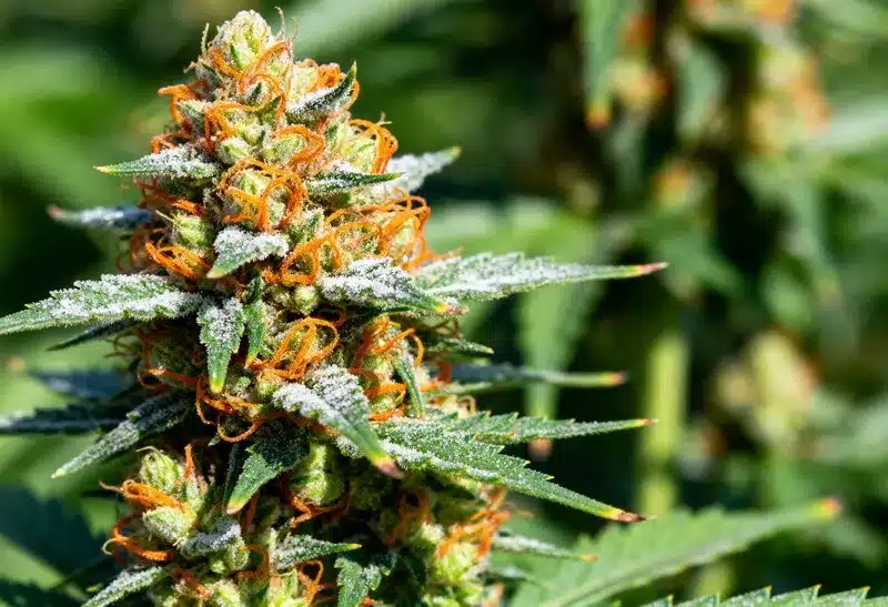 Gorilla Grapefruit strain: resin-rich buds.