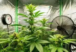 Gorilla x Zkittlez Auto indoor climate and airflow setup.