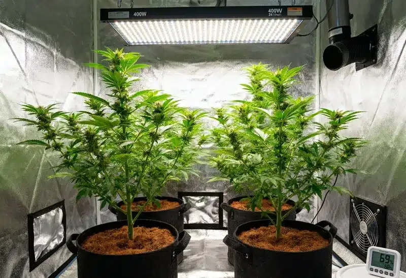 Gorilla x Zkittlez Auto thrives indoors under 400W LED lights, showing fast growth, compact structure, and aromatic resinous buds.