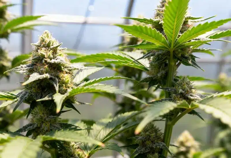 Gorilla x Zkittlez Regular shows dense, resinous buds and bright trichomes when grown naturally, offering sweet fruity aromas outdoors.