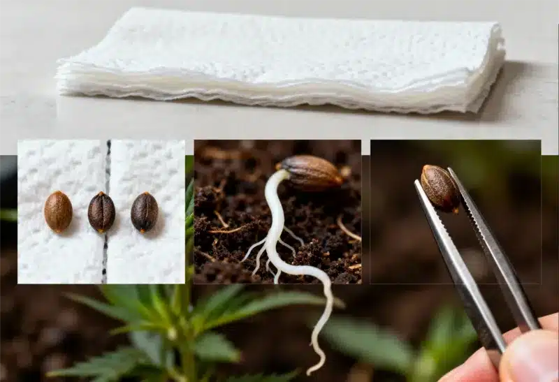 Gorilla x Zkittlez Regular seed germination process.