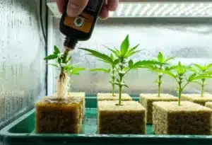 Grandaddy Black cloning and rooting in rockwool cubes.