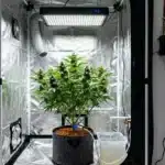 Granddady Gorilla Auto indoor grow under 18/6 light cycle.