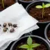 Grape Fruit Fast Version seeds germinating for fast growth.