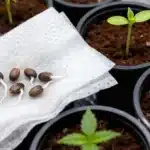 Grape Fruit Fast Version seeds germinating for fast growth.