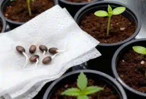Grape Fruit Fast Version seeds germinating for fast growth.