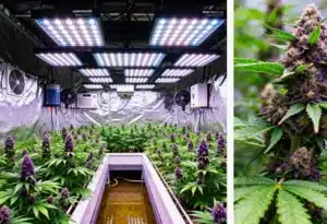 Grape Killer 99 hydroponic indoor grow with LED setup.