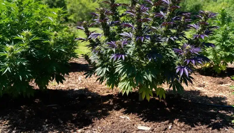 Grape Killer Fast Version cannabis plant maturing outdoors with striking purple buds, vigorous growth, and resin-coated leaves under natural sunlight.