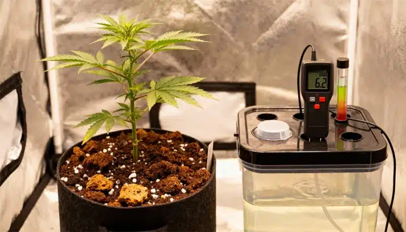 Grape Killer Haze Auto seedling developing in a hydroponic grow tent, monitored with pH and nutrient meters for optimal root and leaf health.