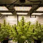 Grapefruit Auto: Indoor Flowering Under Full Spectrum LEDs.