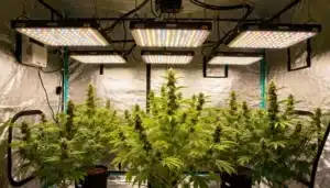 Grapefruit Auto: Indoor Flowering Under Full Spectrum LEDs.