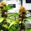 Grapefruit: Indoor Grow Room with Resinous Buds.