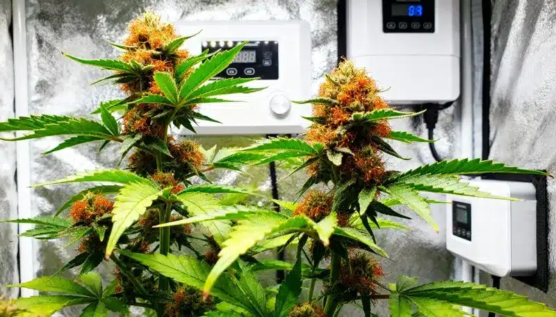 Grapefruit: Indoor Grow Room with Resinous Buds.