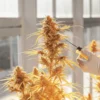Scientist testing a flowering cannabis plant with a dropper in a lab.