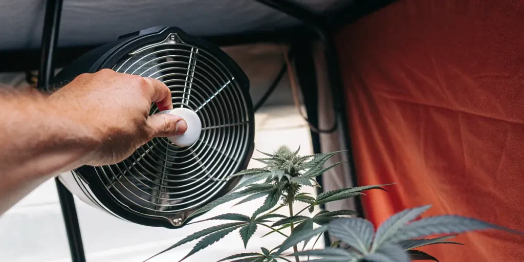 Hand adjusting fan speed next to a cannabis plant inside a grow tent.