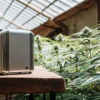smart device placed on wooden table inside cannabis greenhouse