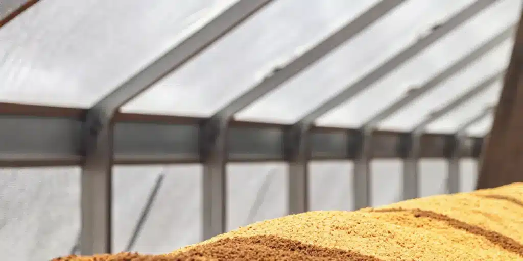 Fresh autoflower cannabis soil bed inside a bright greenhouse setup.