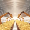 robotic arms tending cannabis plants inside automated greenhouse