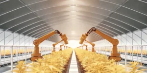 robotic arms tending cannabis plants inside automated greenhouse