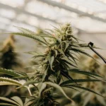 Scientist using tweezers to examine a cannabis bud in a greenhouse.