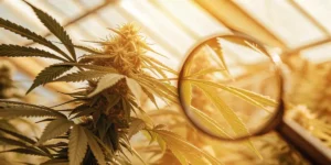 cannabis bud examined under magnifying glass inside greenhouse