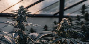 Cannabis plants in flowering stage inside a greenhouse with natural light.
