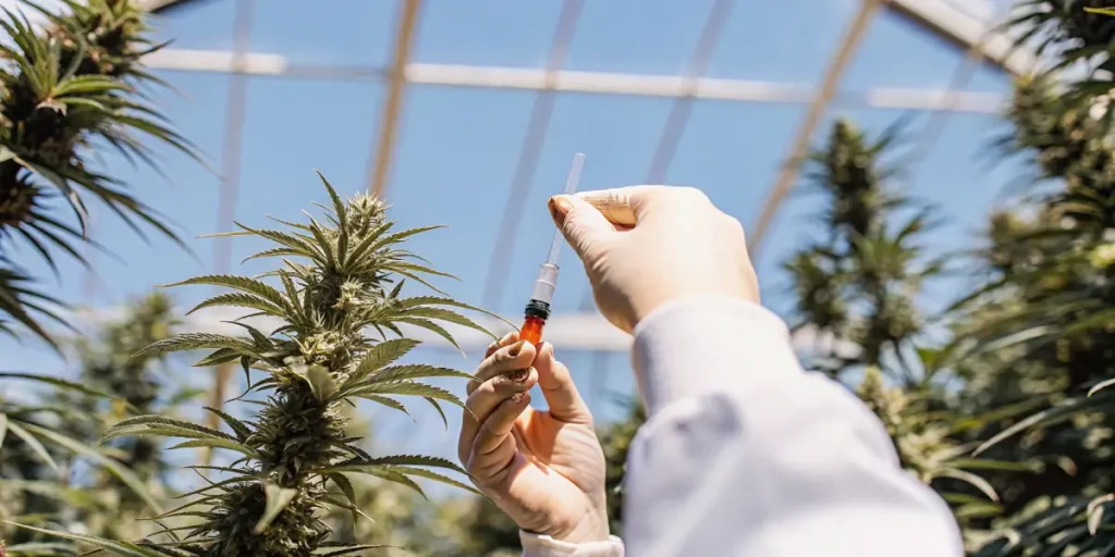 scientist injecting cannabis plant with red liquid in greenhouse