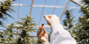 scientist injecting cannabis plant with red liquid in greenhouse