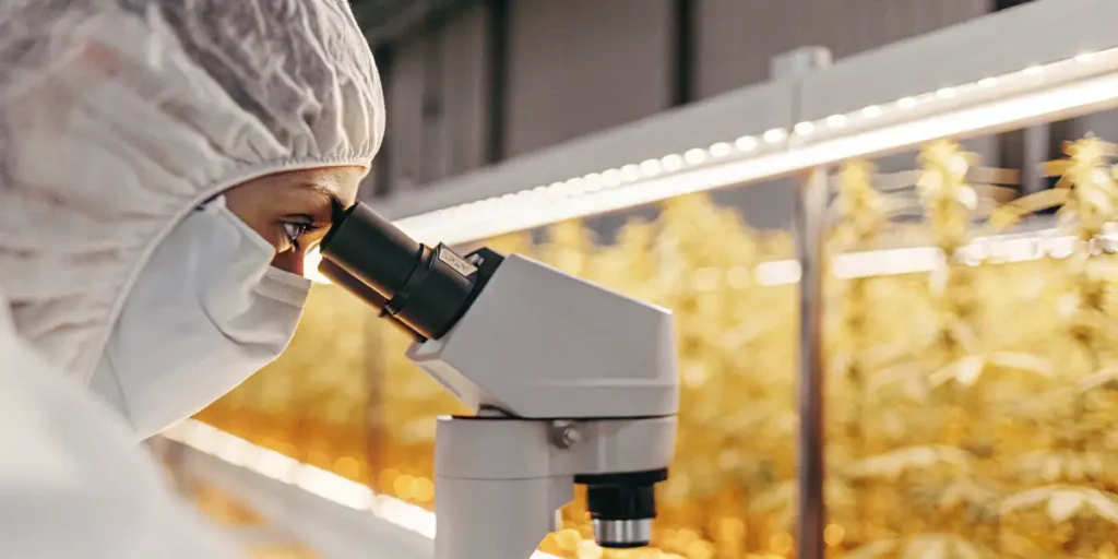 scientist analyzing cannabis samples through microscope in sterile laboratory