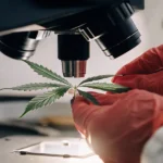 Cannabis leaf being inspected under a microscope in a laboratory.