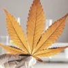 Researcher holding a dried cannabis leaf in a laboratory with test tubes.
