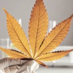 Researcher holding a dried cannabis leaf in a laboratory with test tubes.