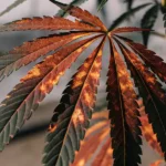 Cannabis leaf with brown and orange spots showing nutrient deficiency symptoms.
