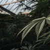 cannabis leaf in dim greenhouse light with natural texture