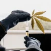 gloved hands holding cannabis leaf and syringe for laboratory analysis